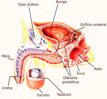 significa próstata fibrosas significa próstata fibrosas